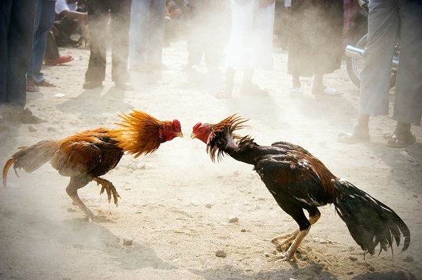 Panduan sabung ayam online Wala Meron