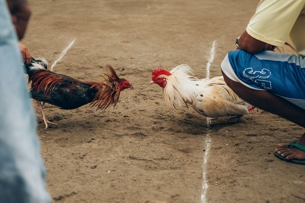 Panduan sabung ayam online Wala Meron