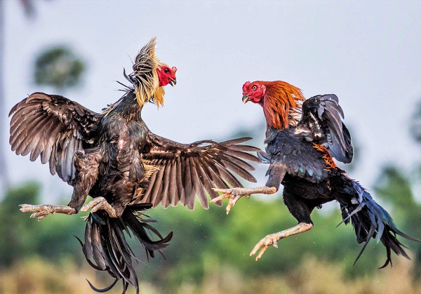 Taruhan sabung ayam online: Pengalaman bagus untuk diterapkan